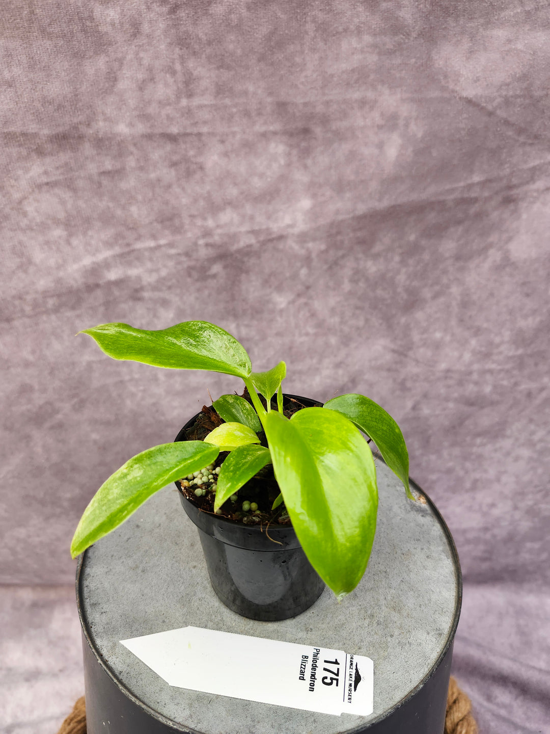 Philodendron Giganteum Var Blizzard (3in)-175