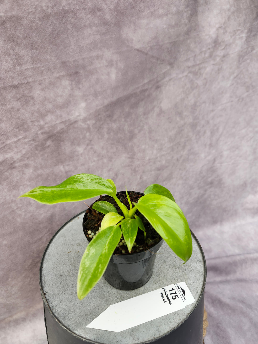 Philodendron Giganteum Var Blizzard (3in)-175