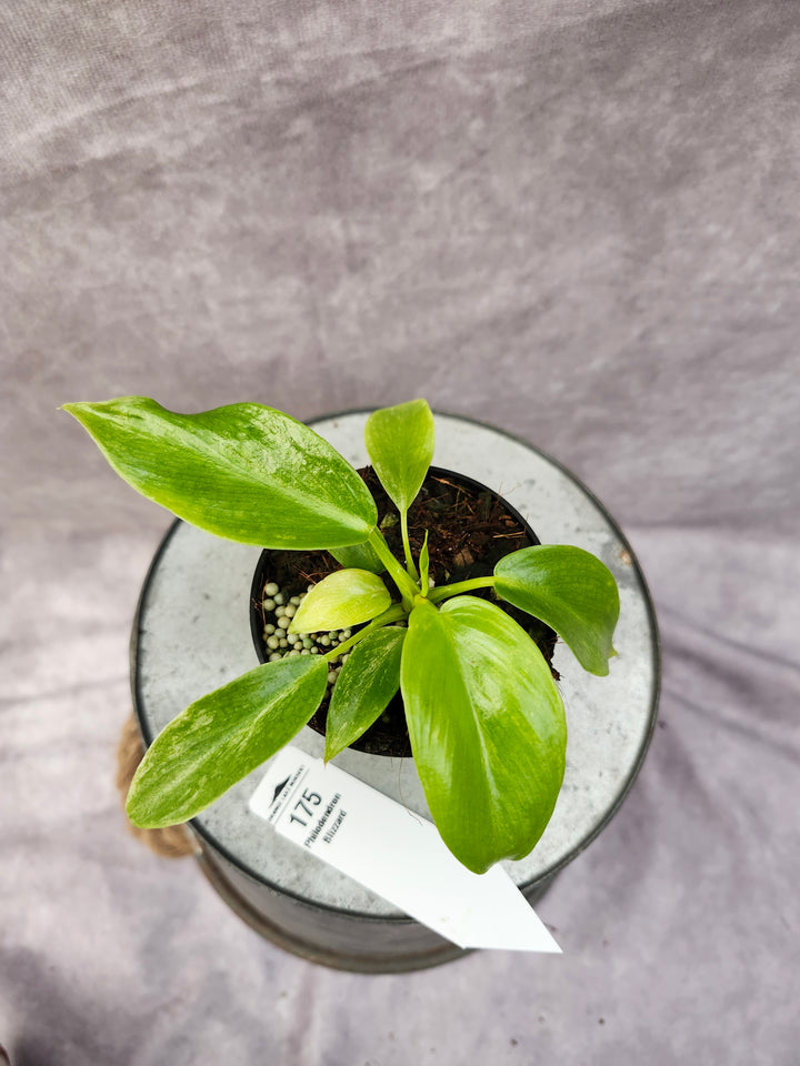 Philodendron Giganteum Var Blizzard (3in)-175