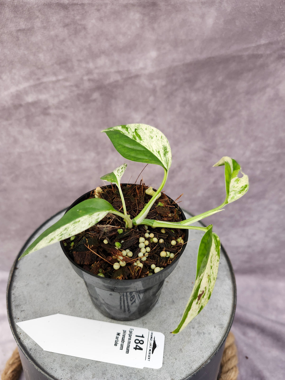 Epipremnum Pinnatrum Marble (3in)-184