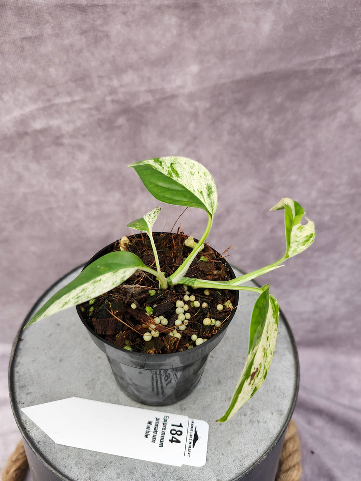 Epipremnum Pinnatrum Marble (3in)-184