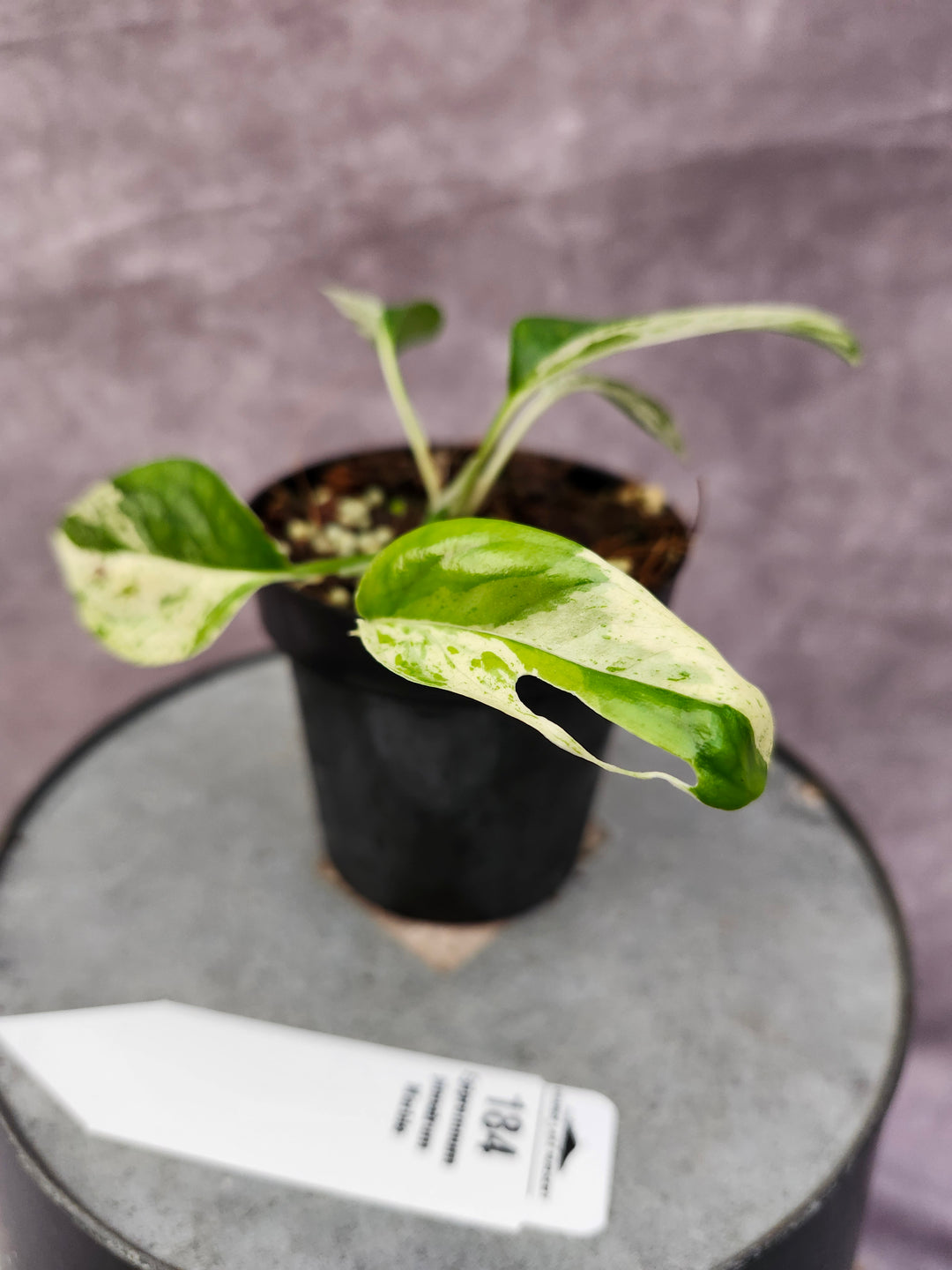 Epipremnum Pinnatrum Marble (3in)-184