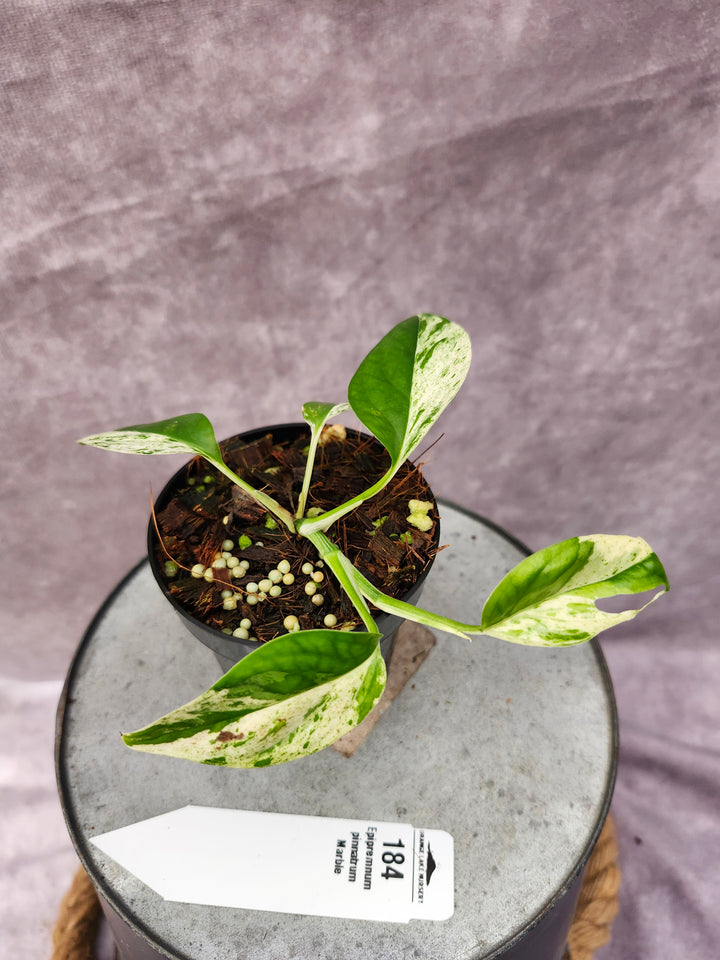 Epipremnum Pinnatrum Marble (3in)-184