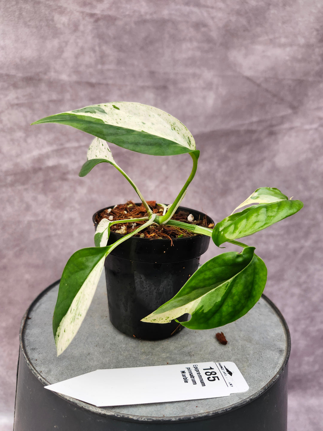 Epipremnum Pinnatrum Marble (3in)-185