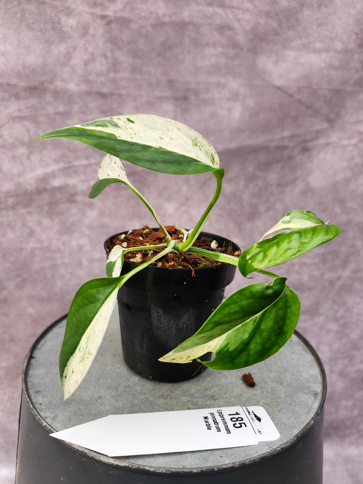 Epipremnum Pinnatrum Marble (3in)-185