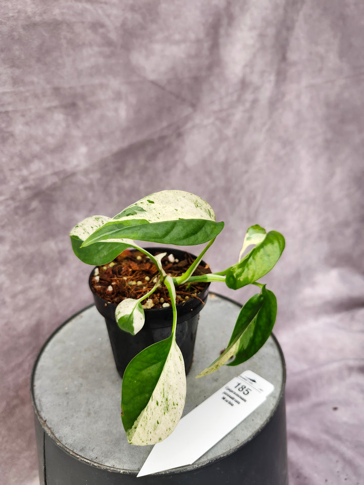 Epipremnum Pinnatrum Marble (3in)-185