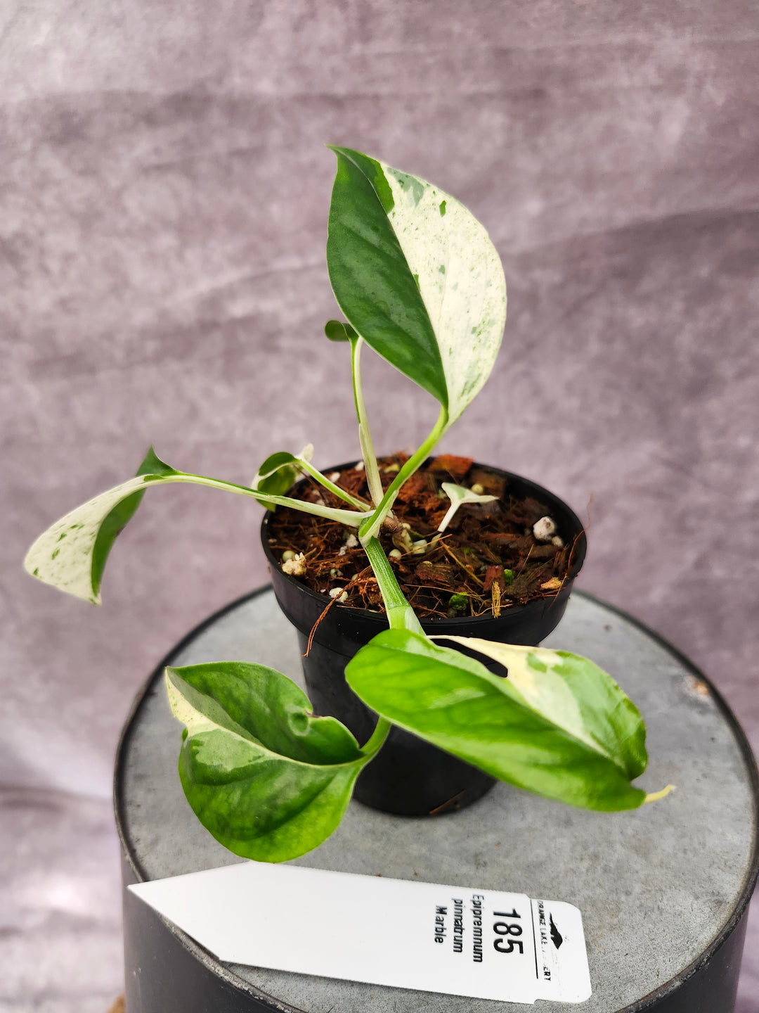 Epipremnum Pinnatrum Marble (3in)-185
