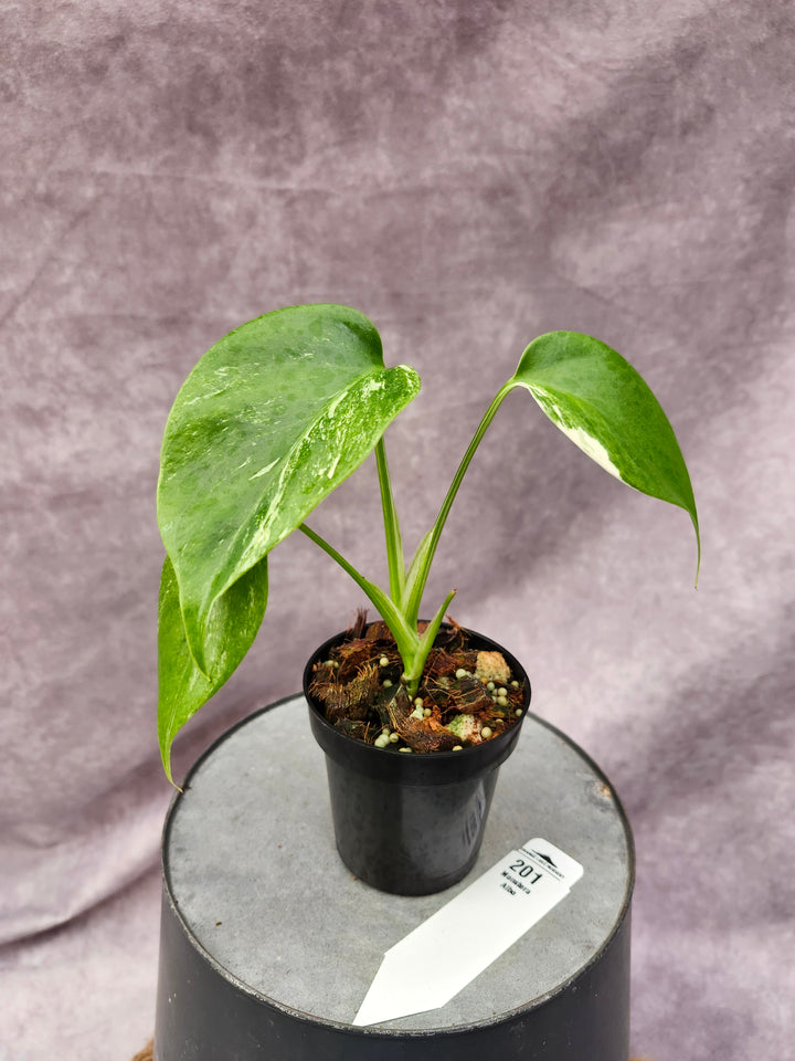 Monstera Albo (3in)-201