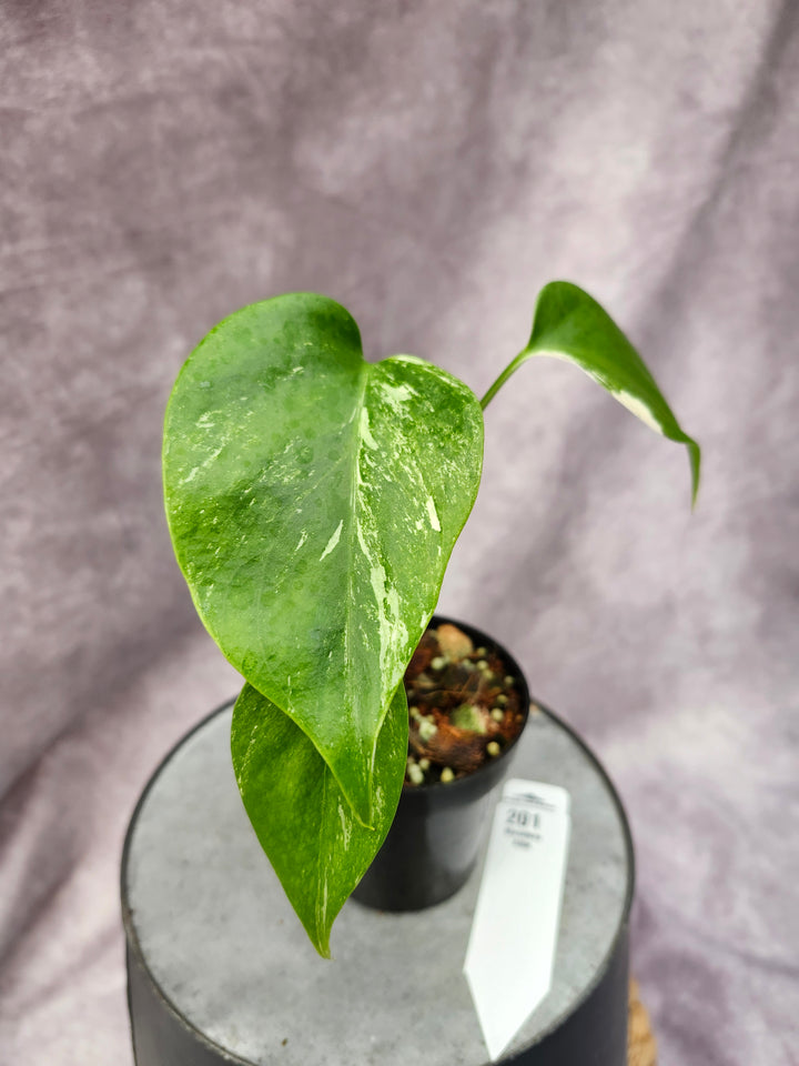 Monstera Albo (3in)-201
