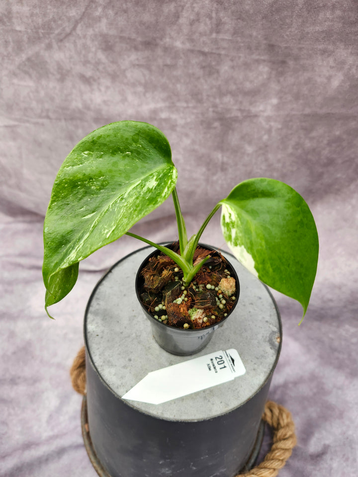Monstera Albo (3in)-201
