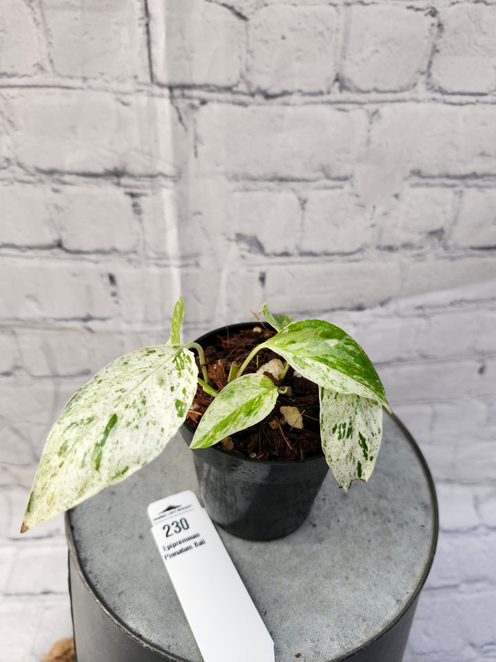 Epipremnum Pinnatum 'Bali' (3in)-230