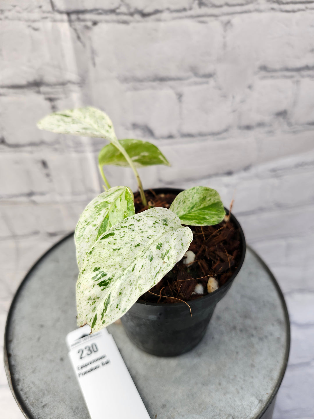 Epipremnum Pinnatum 'Bali' (3in)-230