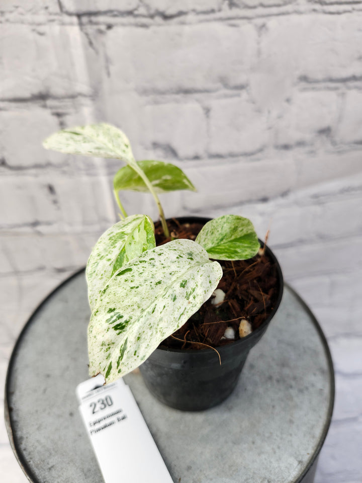 Epipremnum Pinnatum 'Bali' (3in)-230