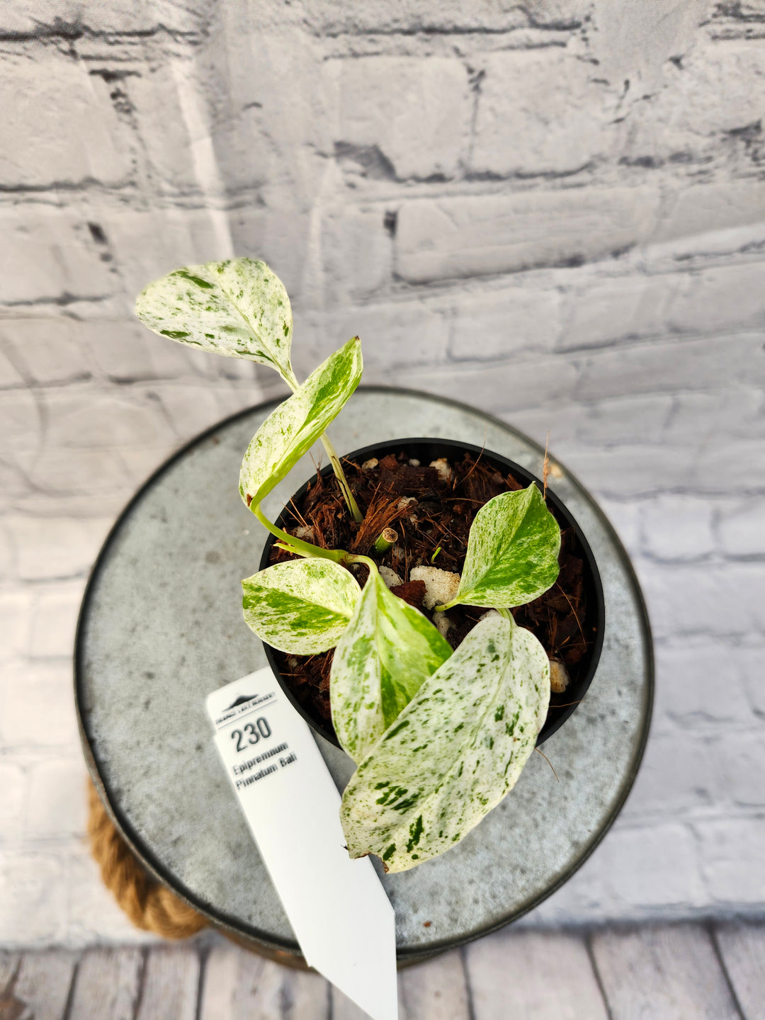 Epipremnum Pinnatum 'Bali' (3in)-230