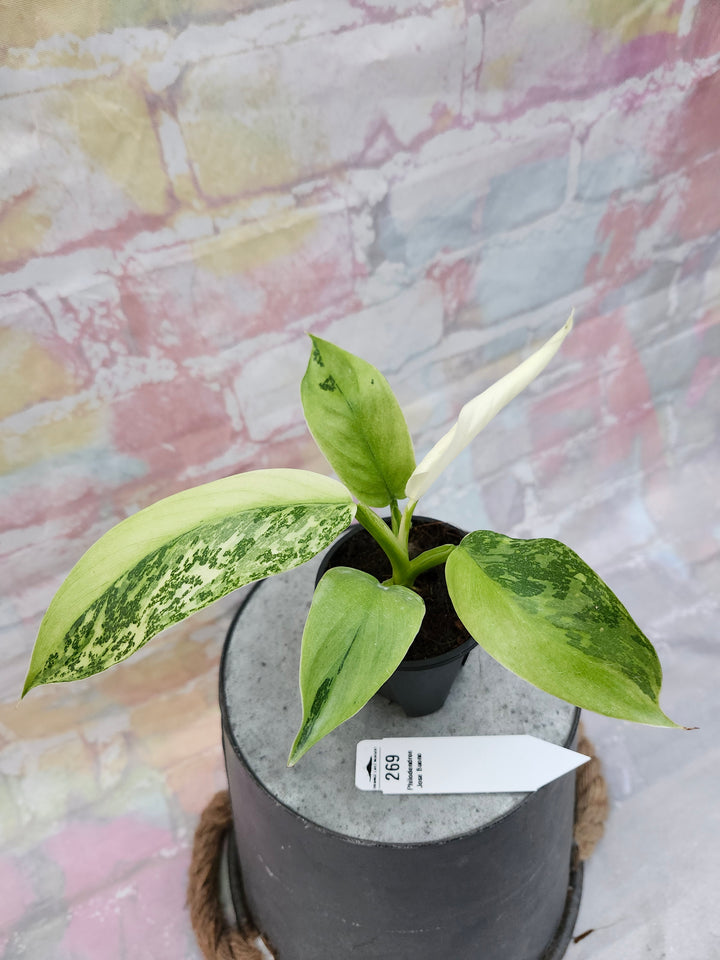 Philodendron Jose Buono (3in)-269