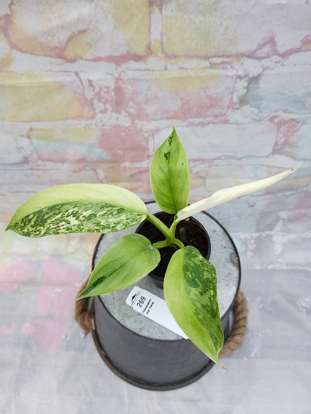 Philodendron Jose Buono (3in)-269