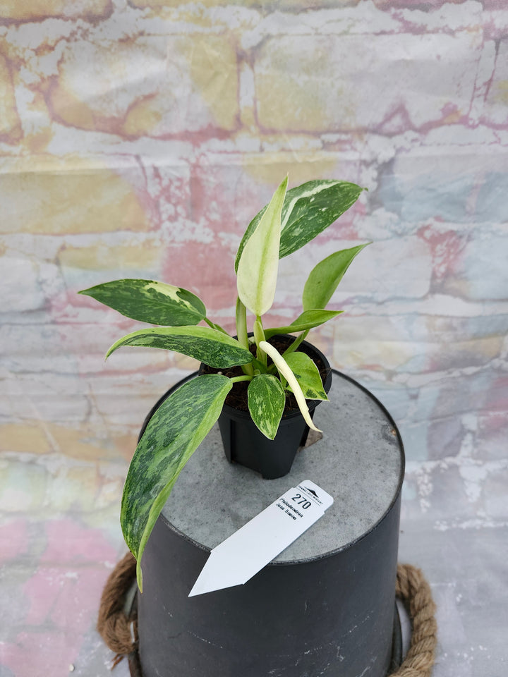 Philodendron Jose Buono (3in)-270