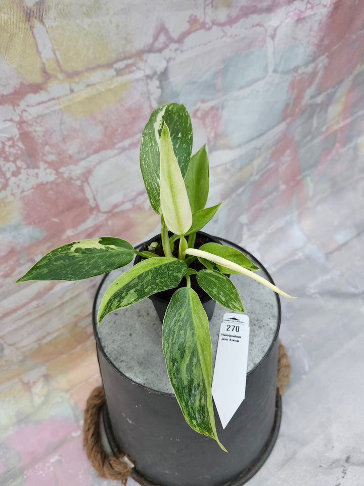Philodendron Jose Buono (3in)-270