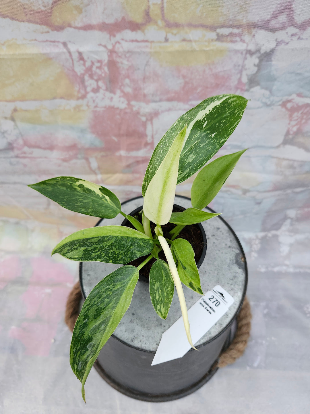 Philodendron Jose Buono (3in)-270