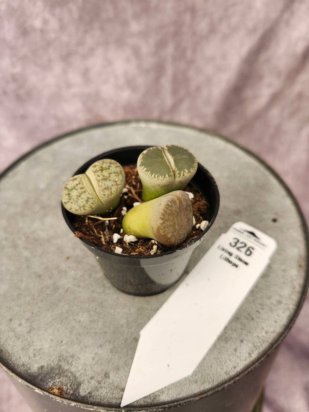 Living Stone - Lithops (2in)- 326
