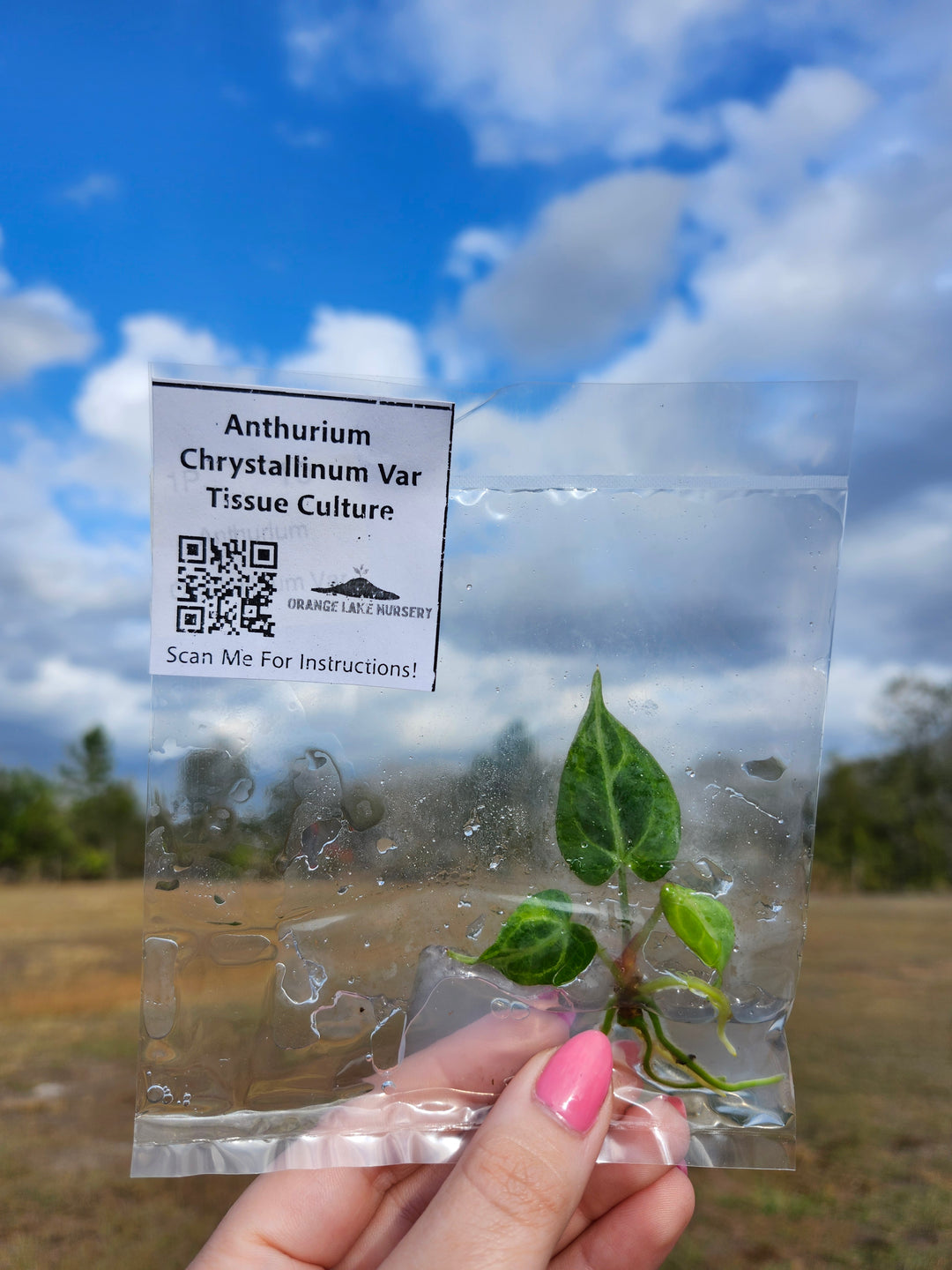 Anthurium Crystallinum Variegated Tissue Culture