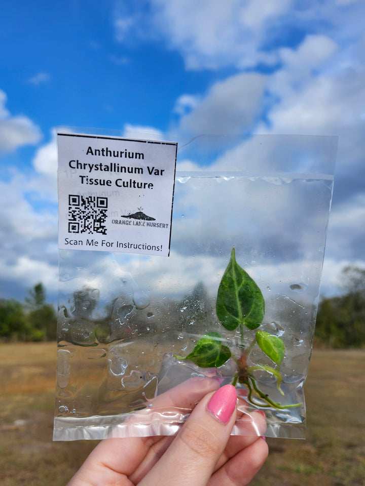 Anthurium Crystallinum Variegated Tissue Culture