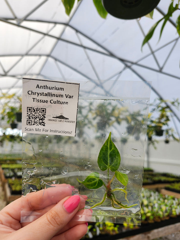 Anthurium Crystallinum Variegated Tissue Culture