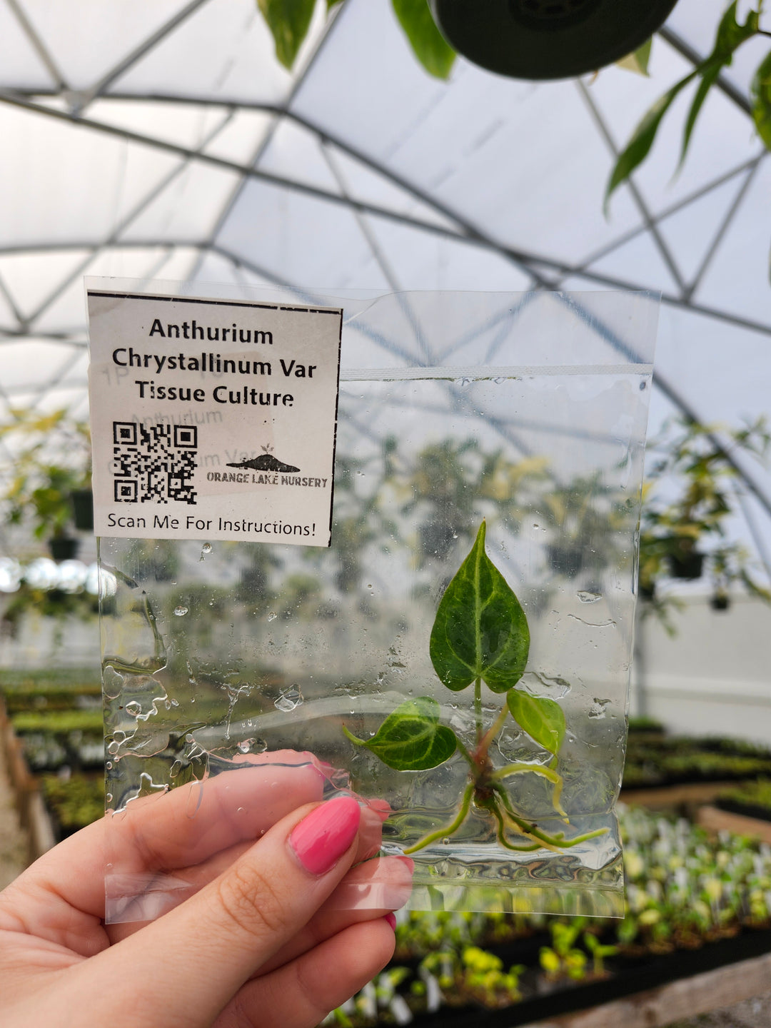 Anthurium Crystallinum Variegated Tissue Culture