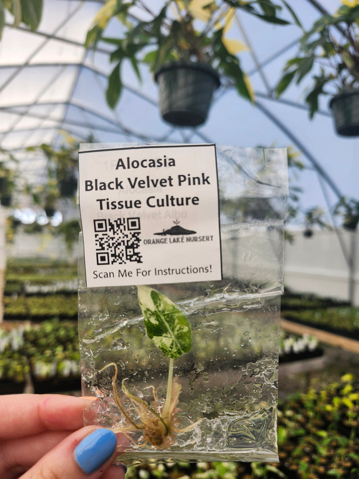 Alocasia Variegated Black Velvet (Pink) Tissue Culture