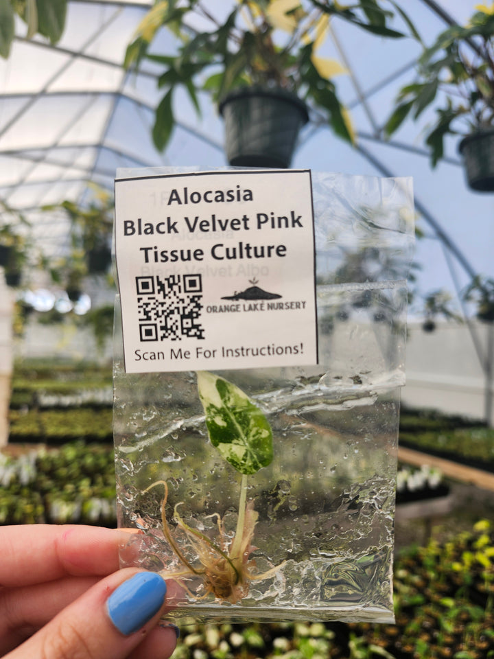 Alocasia Variegated Black Velvet (Pink) Tissue Culture
