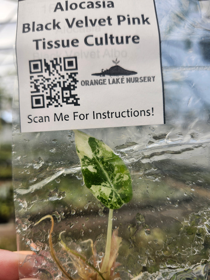 Alocasia Variegated Black Velvet (Pink) Tissue Culture