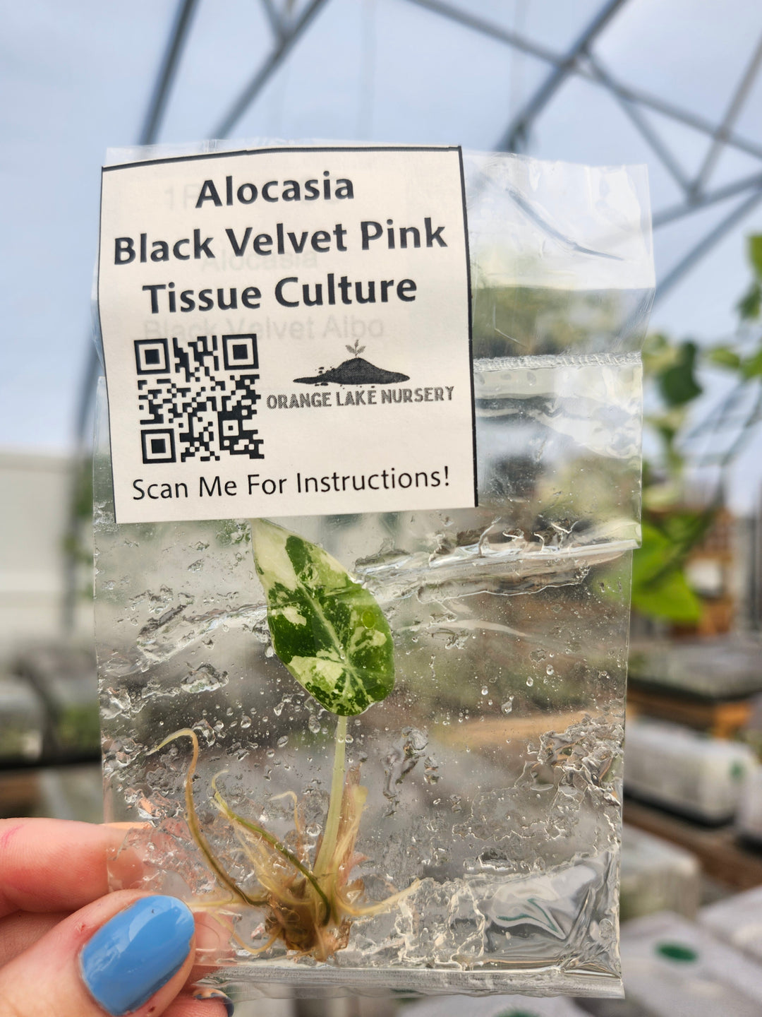 Alocasia Variegated Black Velvet (Pink) Tissue Culture