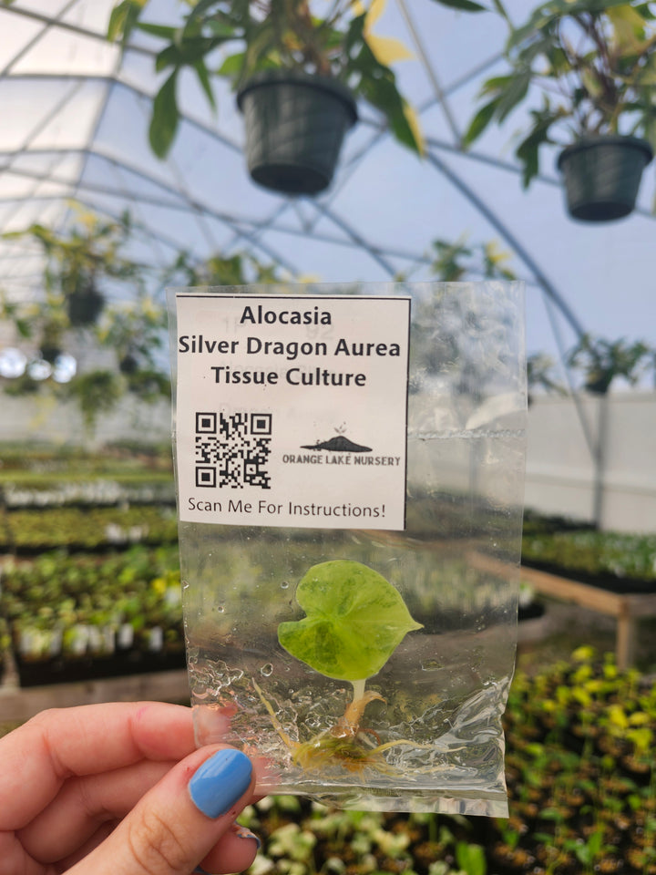 Alocasia Silver Dragon Aurea Tissue Culture