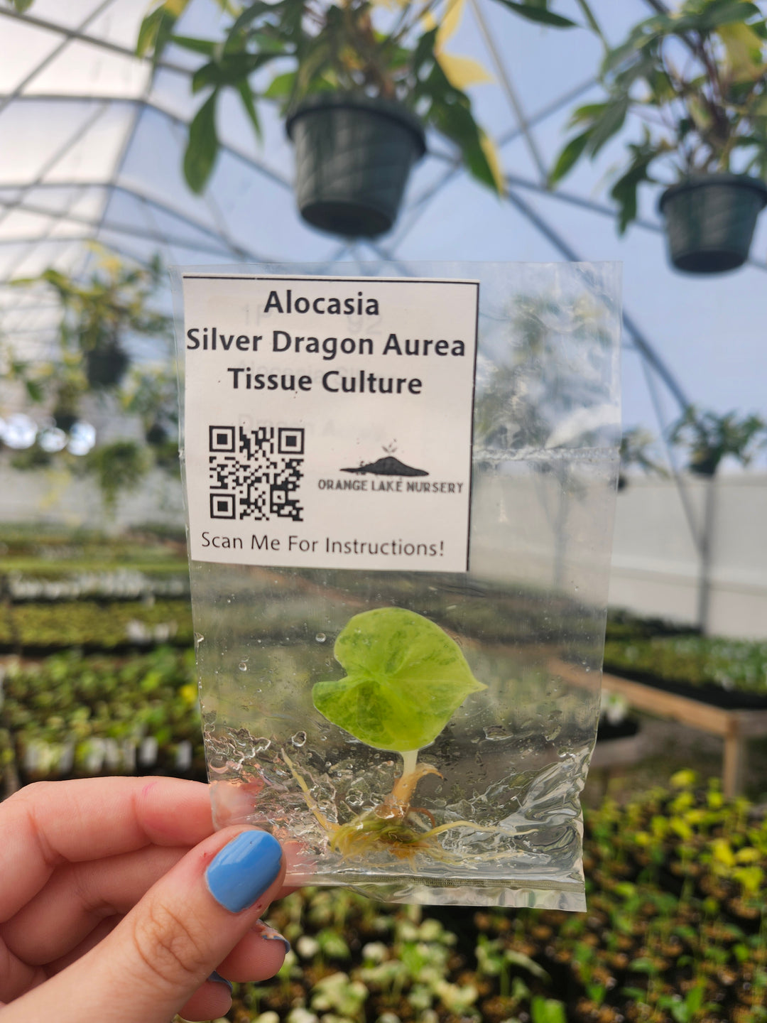 Alocasia Silver Dragon Aurea Tissue Culture