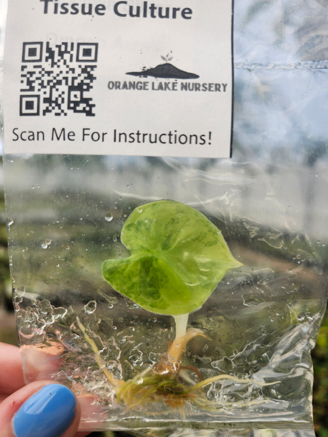 Alocasia Silver Dragon Aurea Tissue Culture