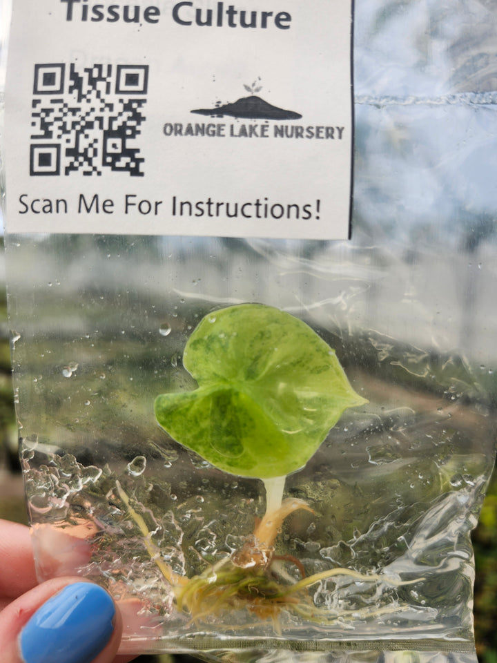 Alocasia Silver Dragon Aurea Tissue Culture