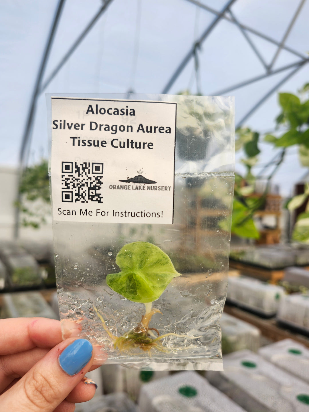 Alocasia Silver Dragon Aurea Tissue Culture