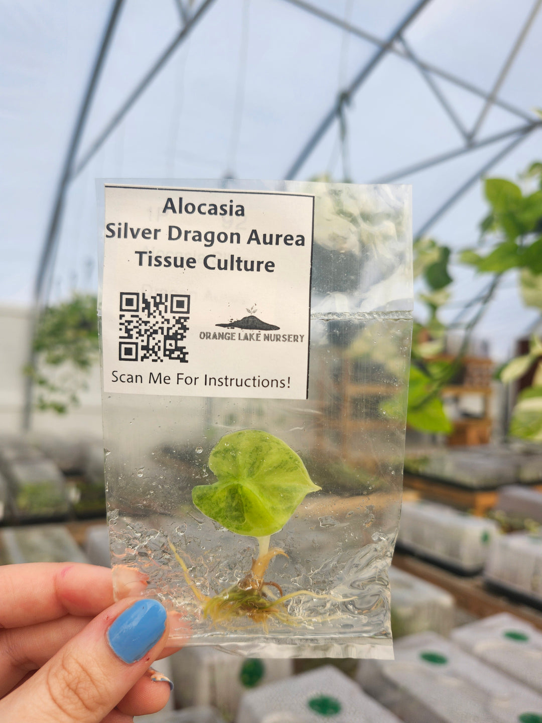Alocasia Silver Dragon Aurea Tissue Culture