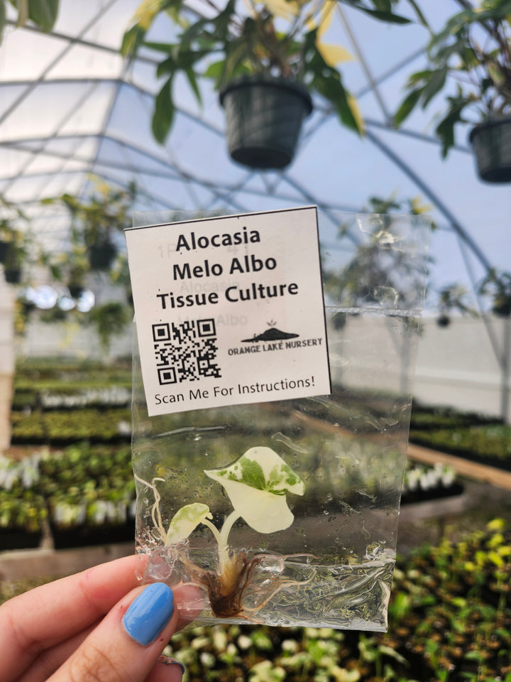 Alocasia Variegated Melo Tissue Culture