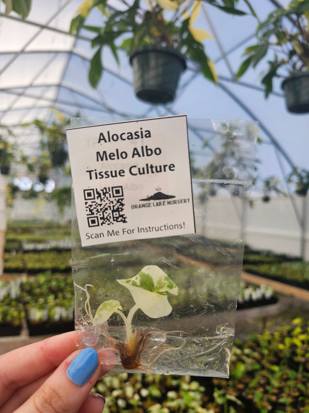 Alocasia Variegated Melo Tissue Culture