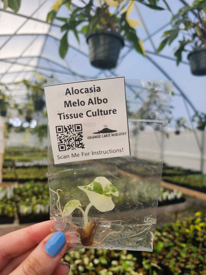 Alocasia Variegated Melo Tissue Culture