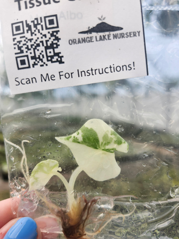 Alocasia Variegated Melo Tissue Culture