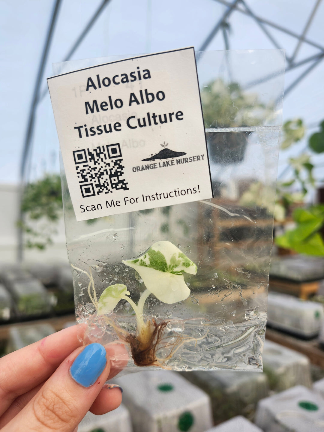 Alocasia Variegated Melo Tissue Culture
