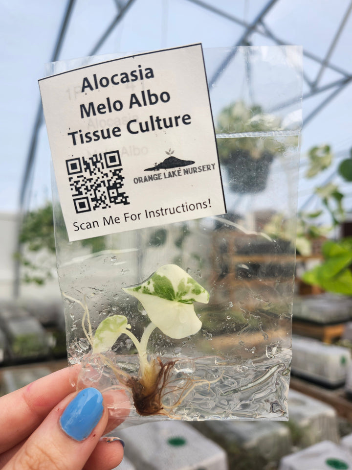 Alocasia Variegated Melo Tissue Culture