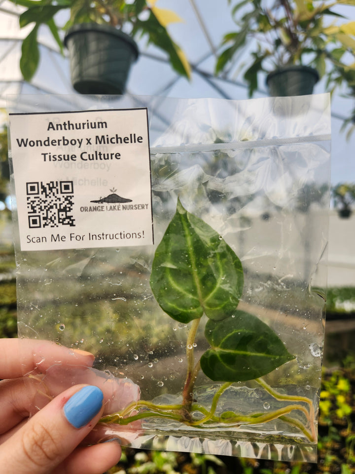 Anthurium Wonderboy x Michelle Tissue Culture