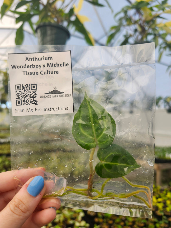 Anthurium Wonderboy x Michelle Tissue Culture