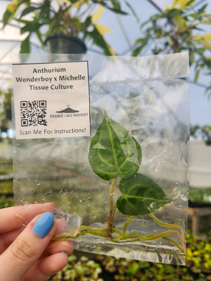 Anthurium Wonderboy x Michelle Tissue Culture