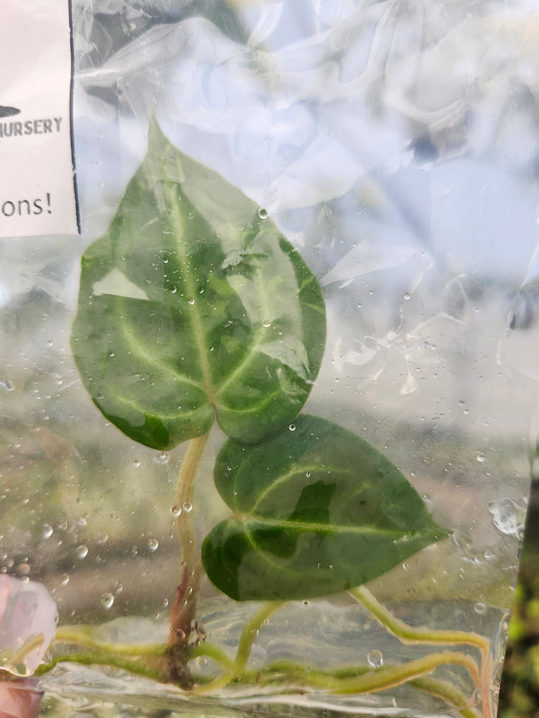 Anthurium Wonderboy x Michelle Tissue Culture