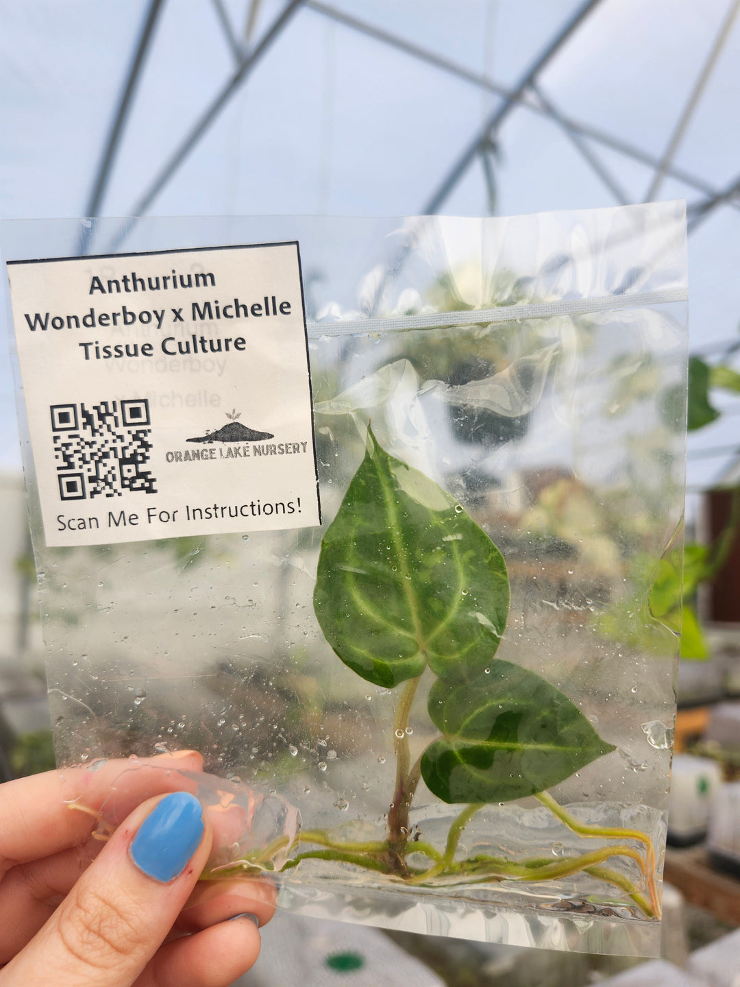 Anthurium Wonderboy x Michelle Tissue Culture