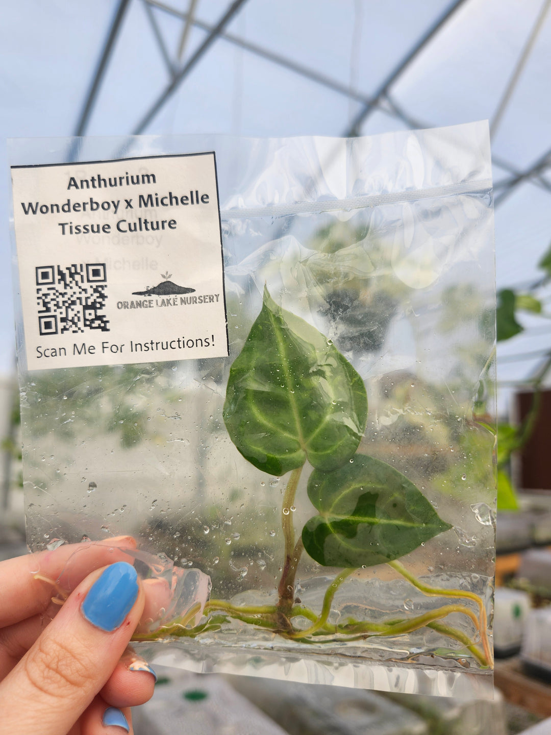 Anthurium Wonderboy x Michelle Tissue Culture